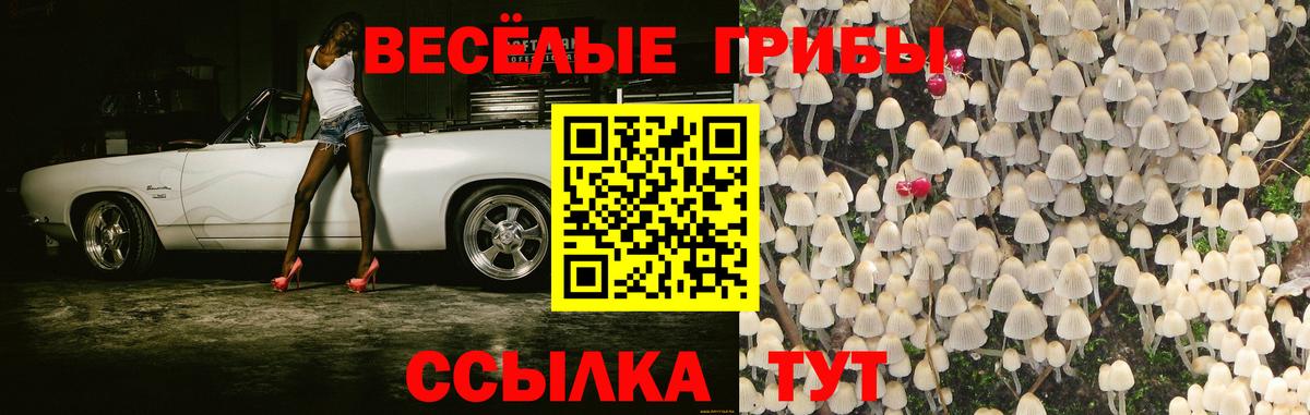 Псилоцибиновые грибы Psilocybine cubensis Киреевск